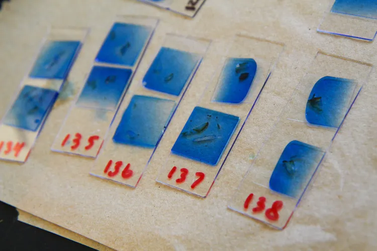 Five clear plastic rectangular slides, each with two blue squares on them with tiny parts of plants in the middle of the blue squares.