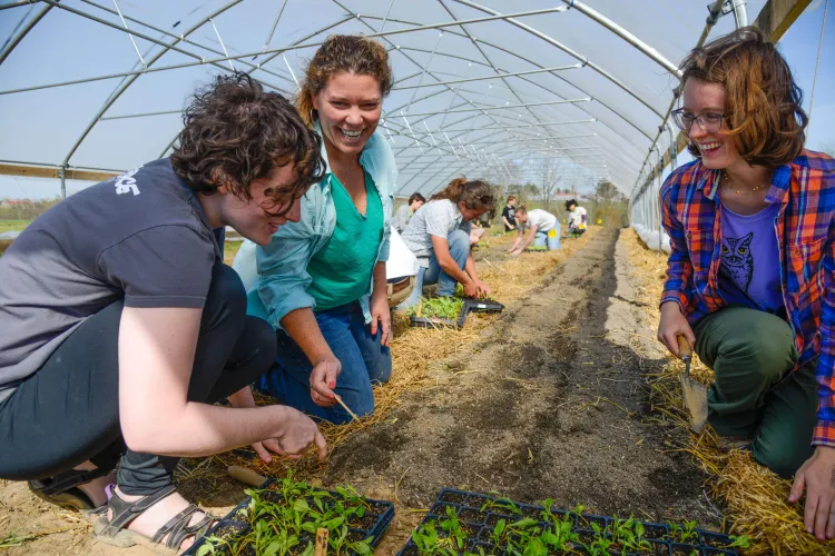 People planting in a row in a greenhouse
