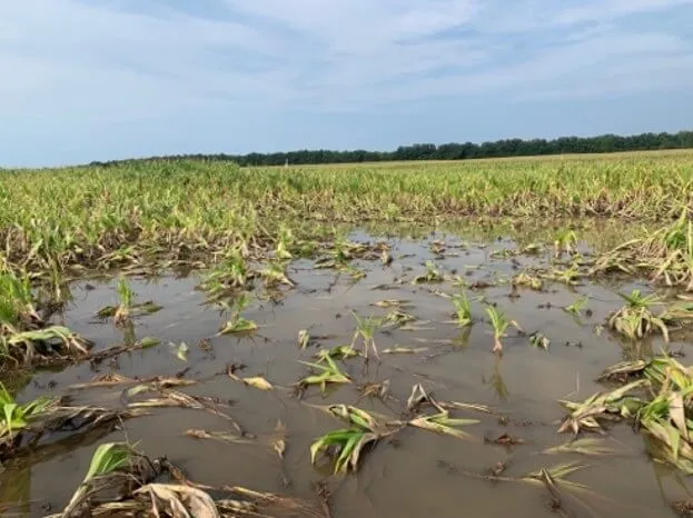 A photograph of a flooded corn field on a sunny day. Several corn stalks in the forefront are covered in water with substantial damage shown to the plants and disturbed soil underneath. The sky is blue, and background crop areas are underwater but show less damage. 