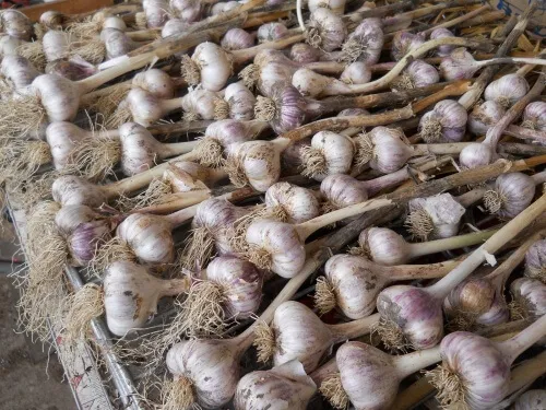 a lot of garlic bulbs