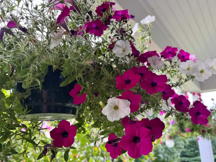 A hanging basket with white and magenta flowers spilling out of it.