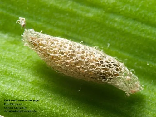 leek moth cocoon on a leaf