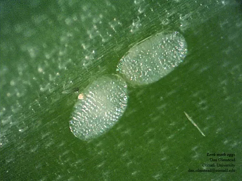 leek moth eggs on a leaf