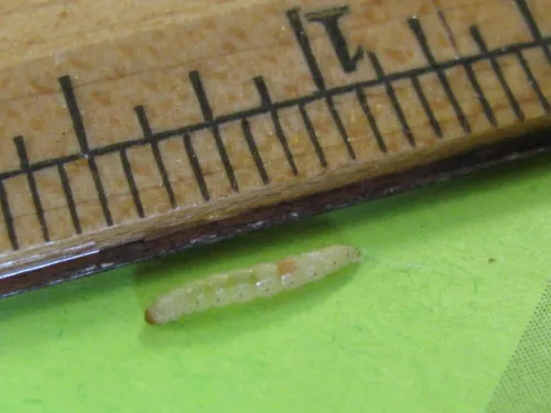 leek moth larva next to a wooden ruler