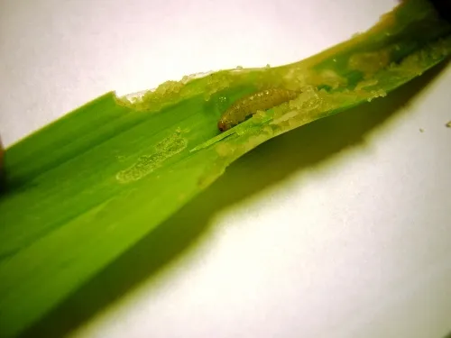 leek moth larva on a garlic leaf