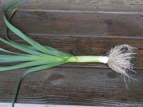 a leek on a table