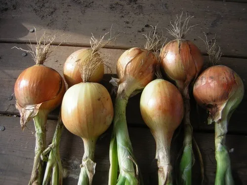 several onions on a table
