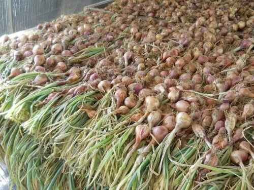 a whole bunch of shallots