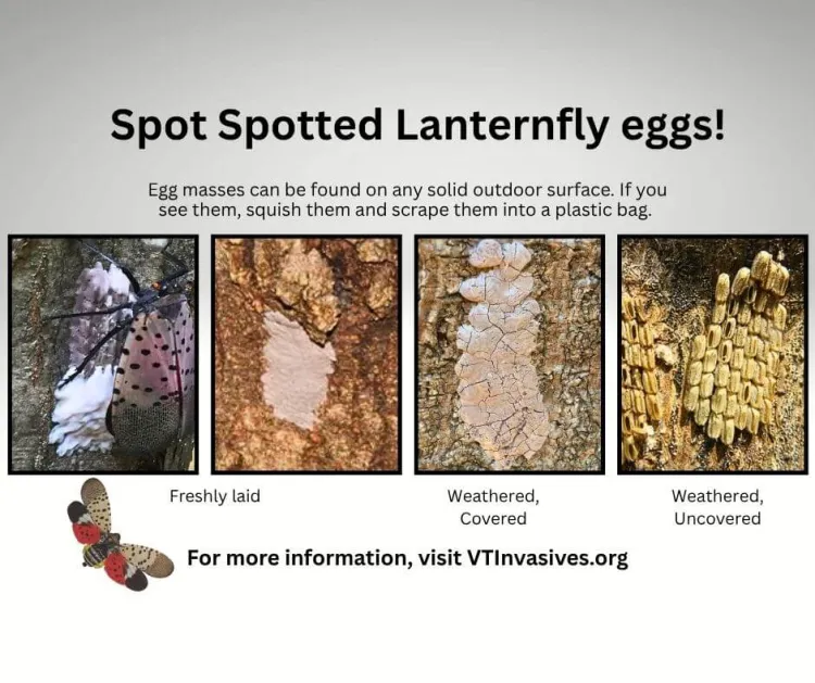 A graphic with four photos that's titled "Spot Spotted Lanternfly eggs!" The first two photos show white and pink white material on tree bark and are labeled "freshly laid." The third photo shows pinkish white substance that's cracked on tree bark and is labeled "weathered, covered." The fourth photo shows yellow, bean-like structures bunched on tree bark and is labeled "weathered, uncovered."