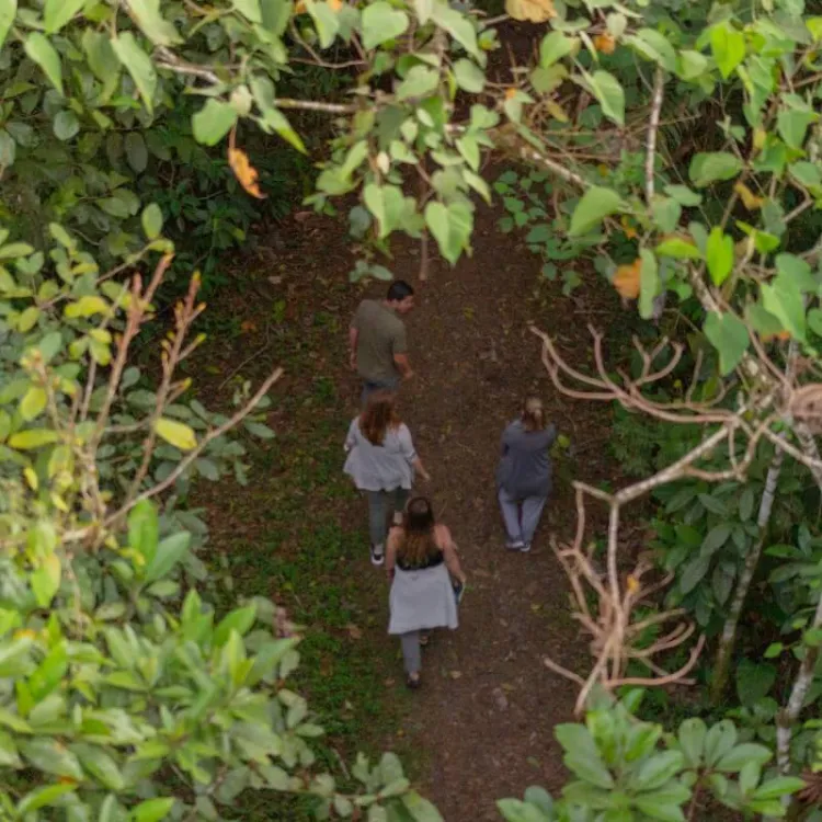 people hiking in rainforest