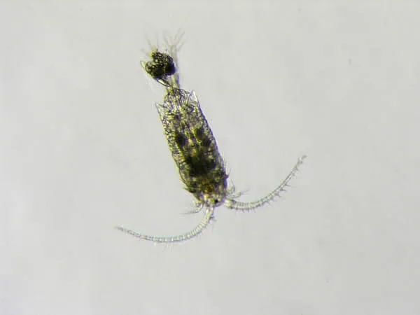 Calenoid Copepod