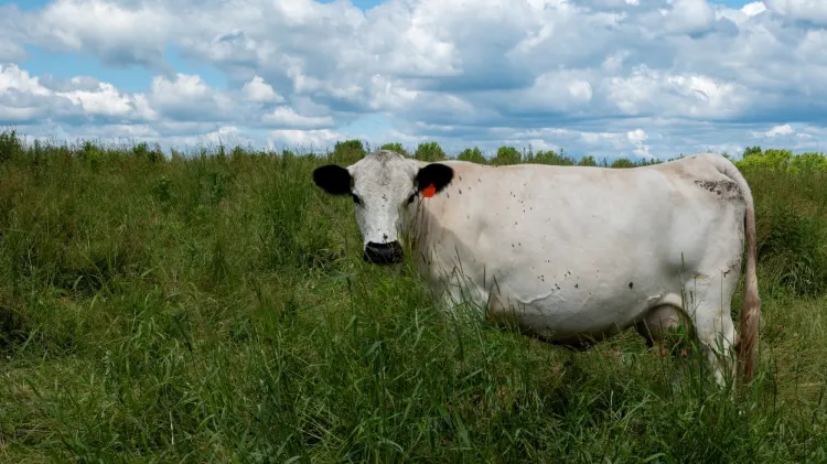 White cow grazing in field