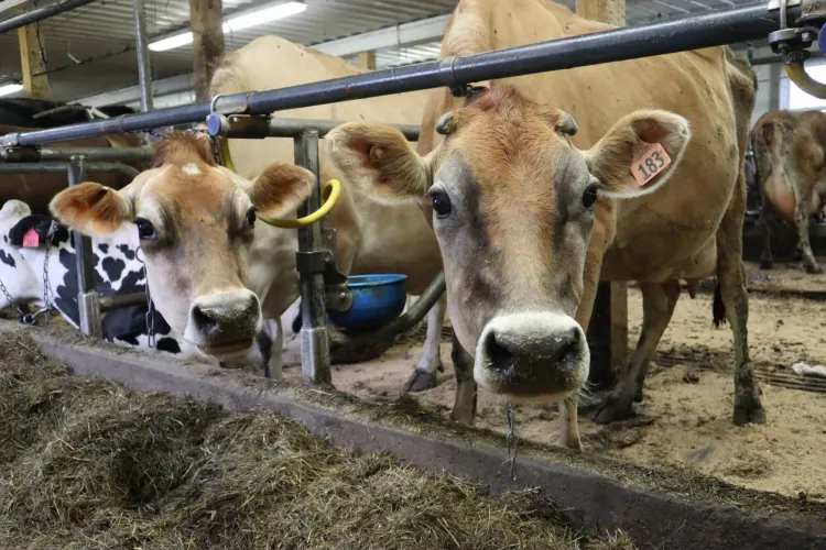 cows