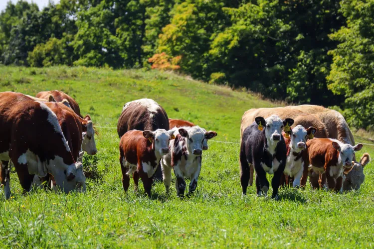 Beef cows