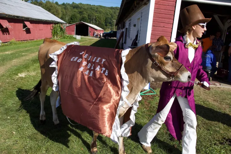 A girl with light skin and blonde hair wears a brown top hat, magenta suit and white sunglasses while leading a light brown Jersey heifer wearing a brown silk blanket with silver letters on it reading "Jersey Chocolate Bar."