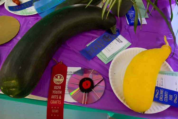 A green zucchini the size of skunk and a summer squash only slightly larger than one might expect, maybe squirrel sized, sit on a purple tablecloth amid ribbons.