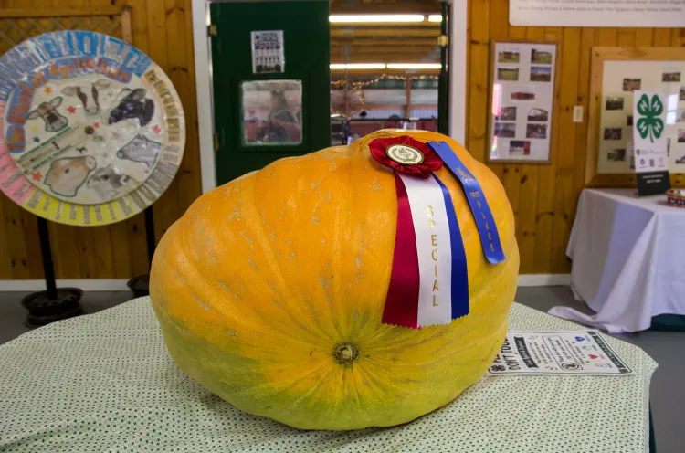 An orange pumpkin the size of a toddler-aged child sits on a table with prize ribbons attached to it.