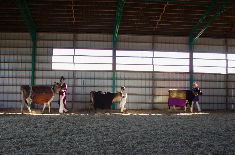 Three youth lead young cows in costume in a show ring. They're lined up in a strip of light pouring into the ring.