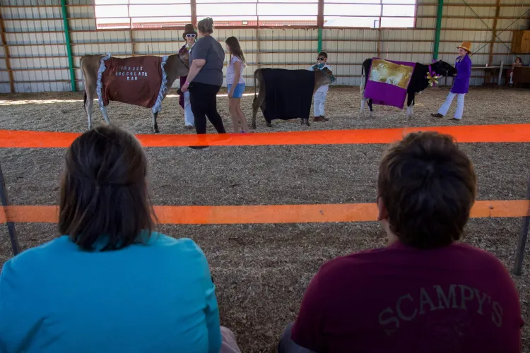 Two people are seen from the back, looking into a show ring with three young cows in costume, each being held by a young person.