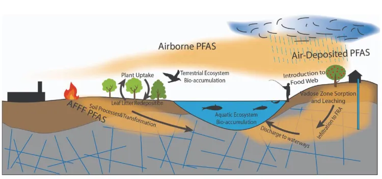 Conceptual diagram showing PFAS movement through the environment. PFAS from aqueous film-forming foam (AFFF) and airborne emissions enter soil, vegetation, groundwater, surface water, and food webs. Pathways include atmospheric deposition, plant uptake, soil transformation, leaching through the vadose zone, infiltration to groundwater, discharge to waterways, and bioaccumulation in terrestrial and aquatic ecosystems.