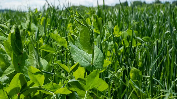 Forage peas in field