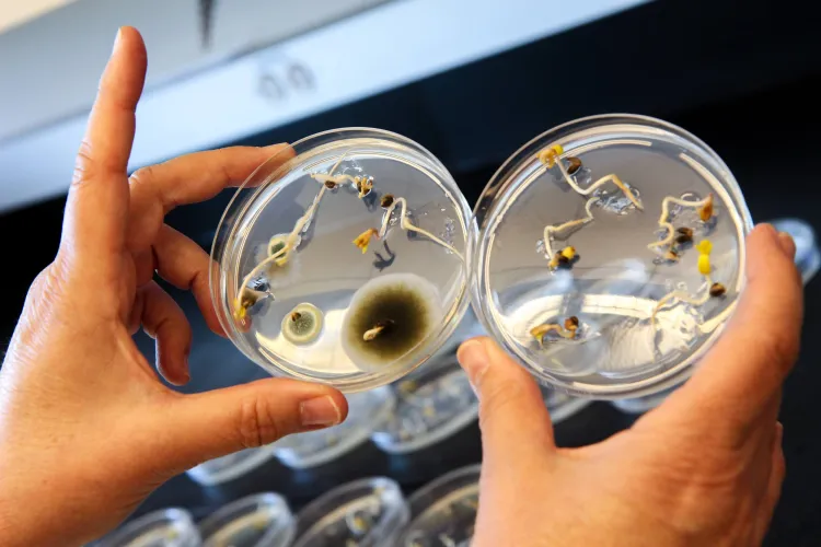 Two hands old petri dishes, one with mold spots, one without, filled with bean seeds.