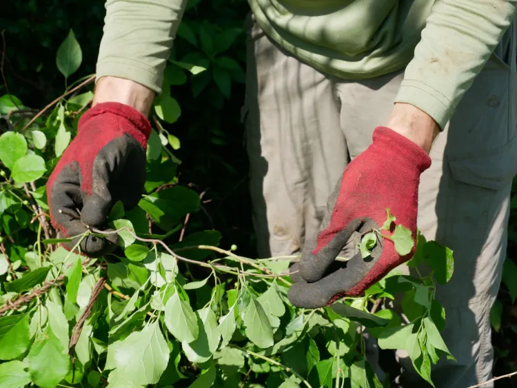 Simon Rae holds up invasive plant vines to show their seeds
