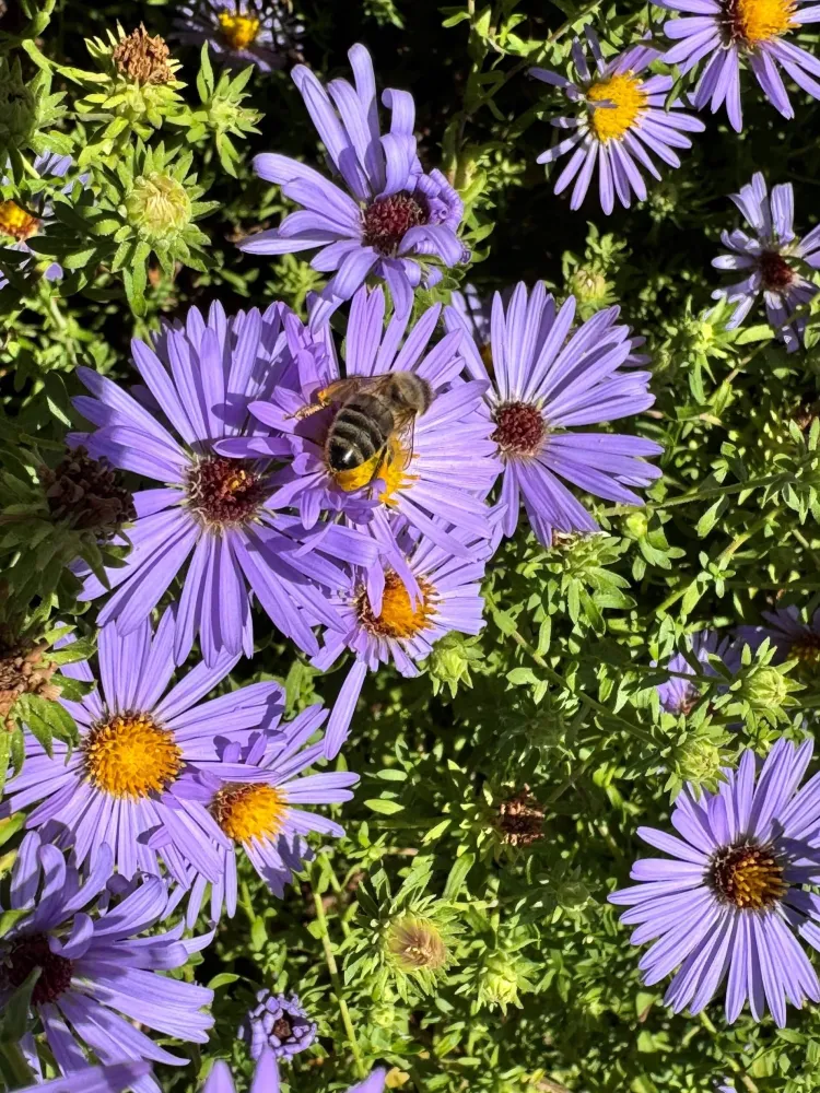 A honeybee on top of lilac purple flowers with yellow and brown centers.