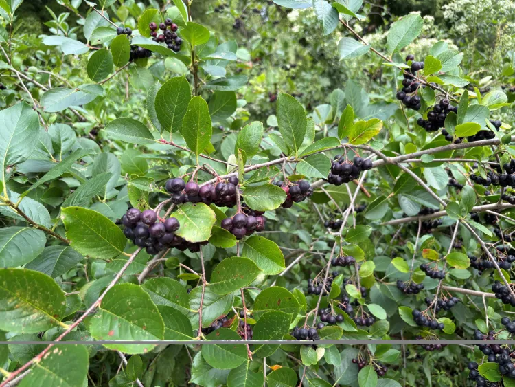 Aronia berries growing on a bush