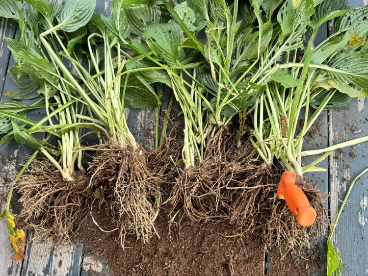 A green leafy hosta plant with its roots showing, divided into four bunches next to a knife with an orange handle.