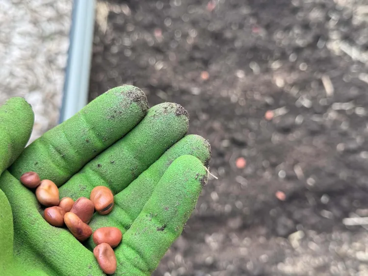 A green gloved hand holds nine brown seeds over a patch of soil.