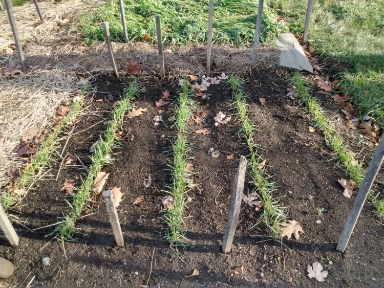 Five rows of spiky green plants only a couple inches tall in soil. 
