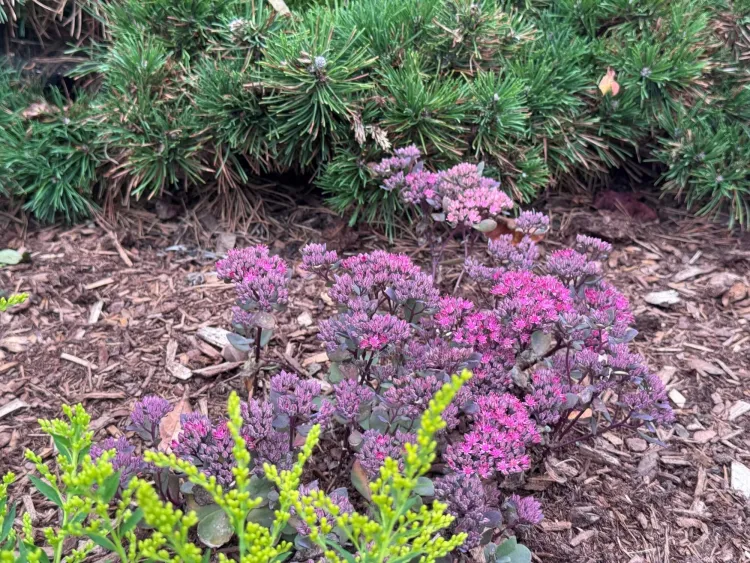 Bright pink lacy plant in a mulched area with one lime green plant and another darker green plant.