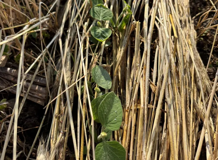 rye
