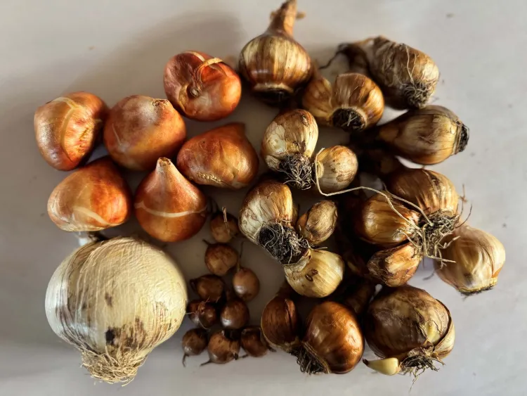A top-down view of a variety of plant bulbs, in different sizes and shades of brown, on a surface.