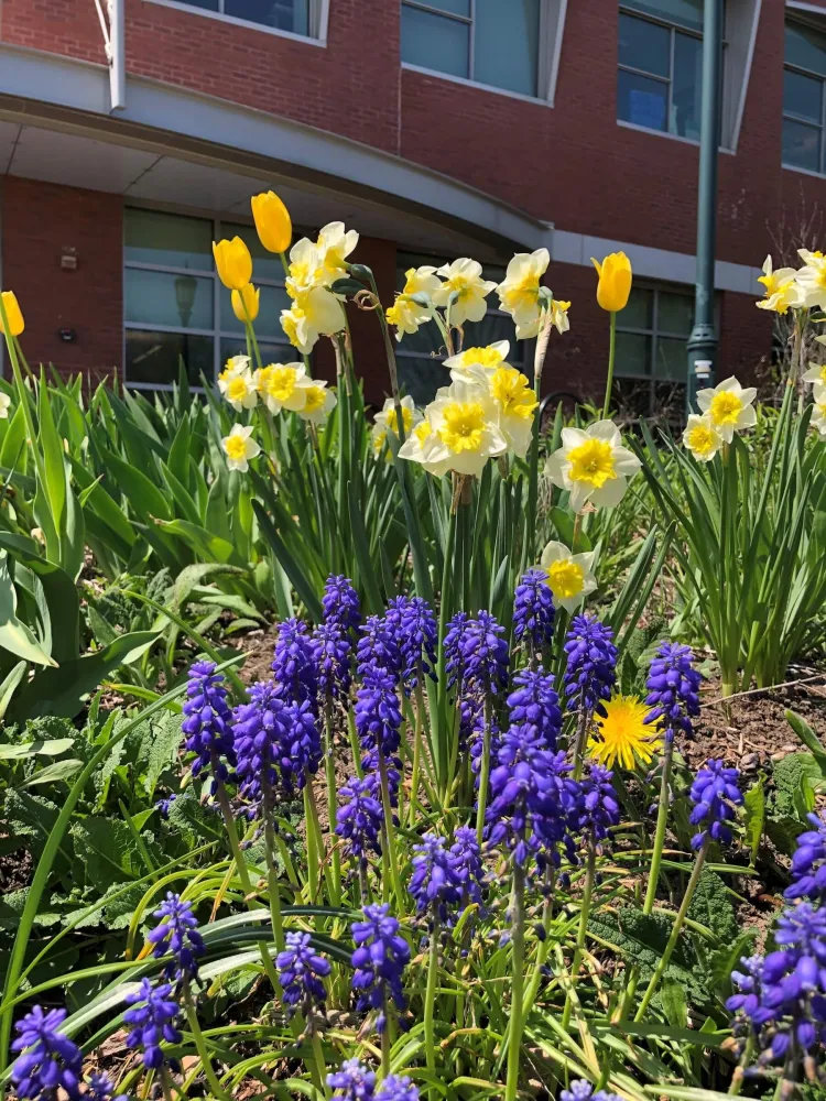 In front of a brick building yellow and purple flowers of different heights bloom. 