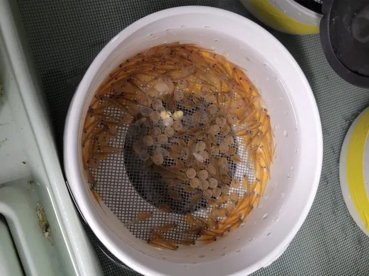A bucket of lake trout embryos