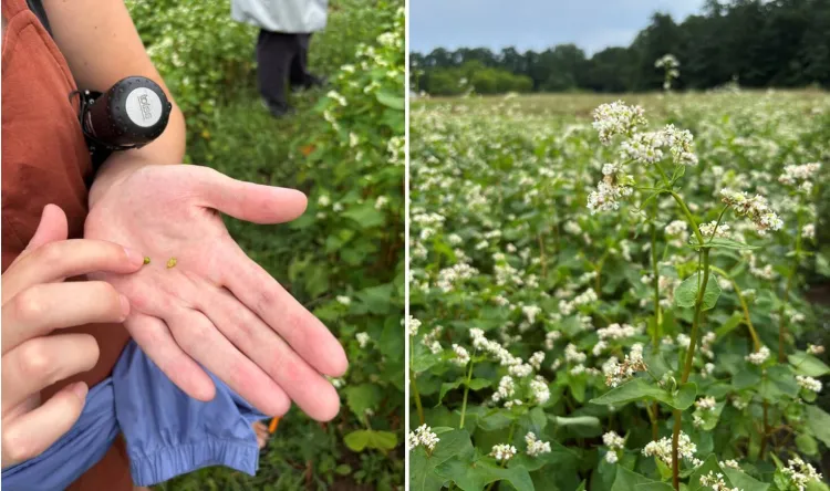 split photo hand with buckwheat seed and a field of buckwheat