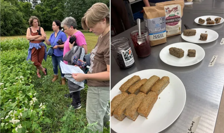 split photo with team in buckwheat plot and plated financiers for taste testing