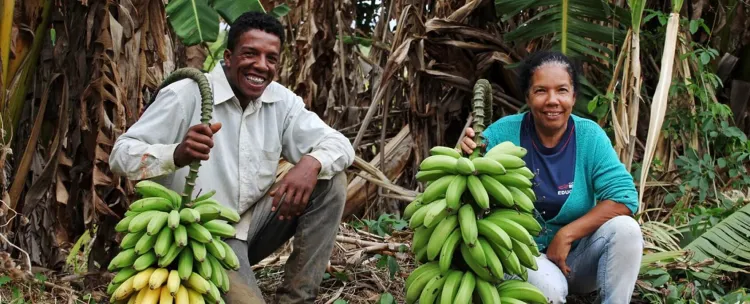 People holding Bananas in Field