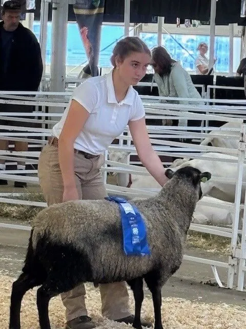 A girl in a white shirt and tan pants holds a sheep with a blue ribbon.