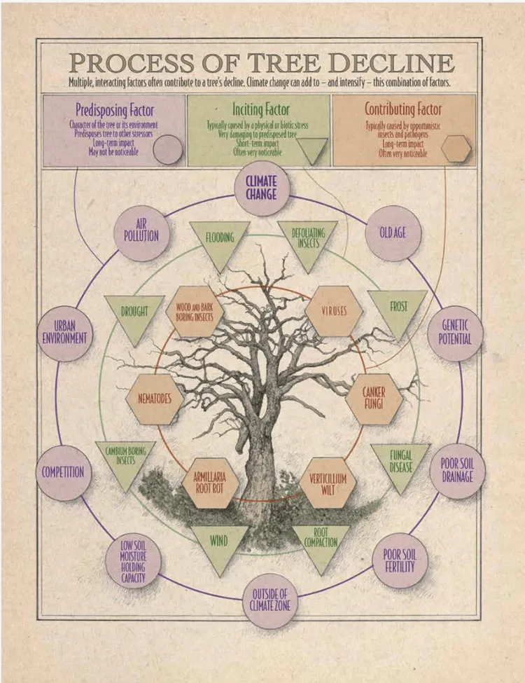A graphic titled "process of tree decline" showing an illustrated tree in its center and surrounded by three concentric circles of predisposing factors like air pollution and urban environment, inciting factors like flooding and drought, and contributing factors like viruses and cancer fungi. The background is pinkish tan and the circles are purple, green and orange.