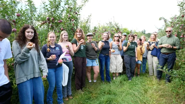 A large class of students eating apples in the orchard