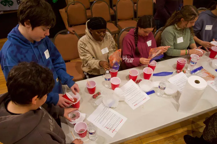 Young people sit around a table with red solo cups, into which they're squeezing crushed strawberries from ziplock bags.