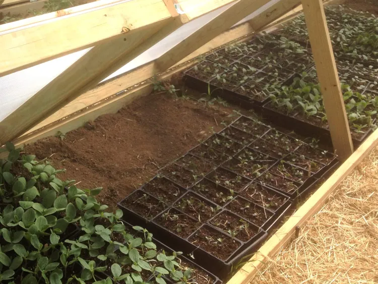 A lid of a wooden-framed box is opened to reveal little containers of seedlings inside.