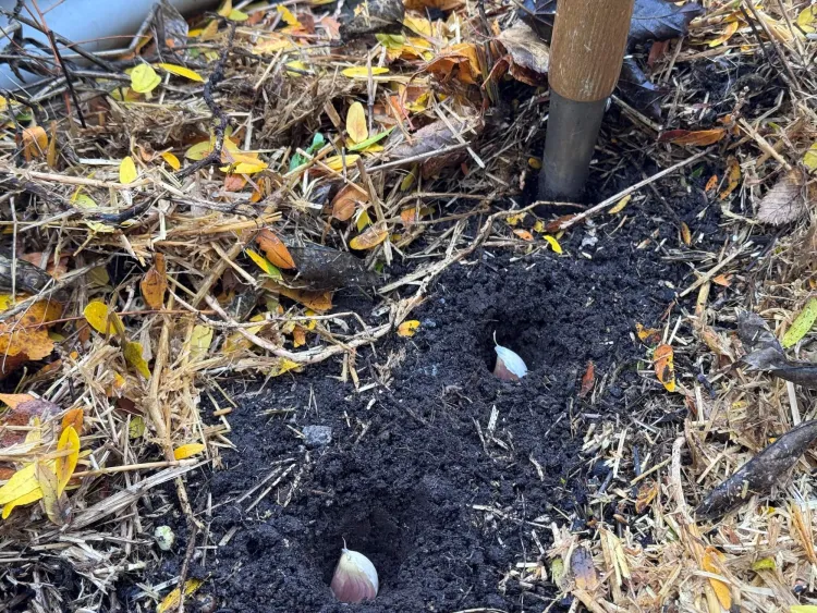 Individual cloves of garlic in small holes in the soil.