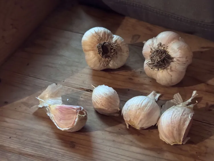 Two whole garlic and four garlic cloves on a wooden table.
