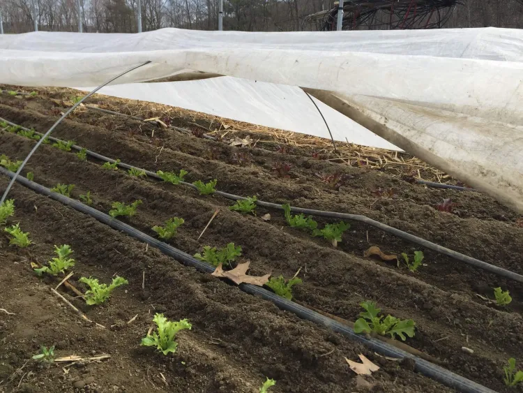 White fabric lifted halfway up half-moon-shaped hoops that are arched over several rows of soil dotted with little green plants.