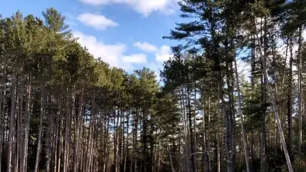 A view of the top of a stand of trees at the edge of a forest