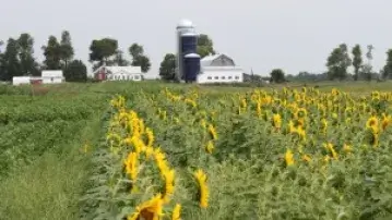 Sunflower Field